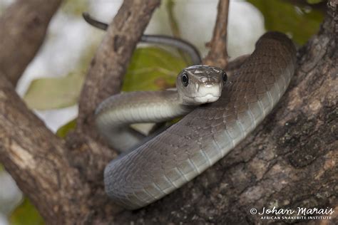 pinayflix black mamba|Black Mamba Ang Natikman Ni Bamba .